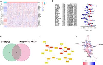 Ferroptosis-Related Genes in Lung Adenocarcinoma: Prognostic Signature and Immune, Drug Resistance, Mutation Analysis